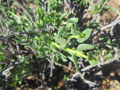 Pteronia adenocarpa