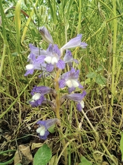 Phelipanche aegyptiaca