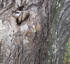 Eucalyptus stellulata