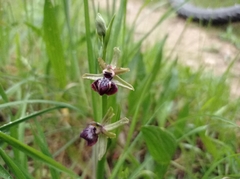 Ophrys sphegodes