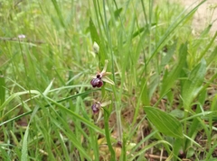 Ophrys sphegodes