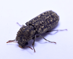 Lichenophanes bicornis