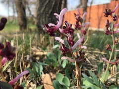 Corydalis ledebouriana