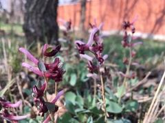 Corydalis ledebouriana