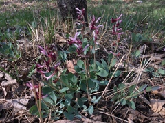 Corydalis ledebouriana