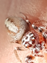 Opisthoncus alborufescens