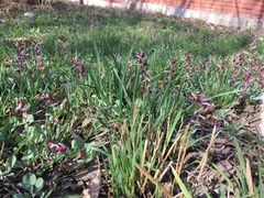 Corydalis ledebouriana