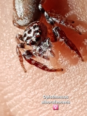 Opisthoncus alborufescens