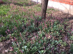 Corydalis ledebouriana
