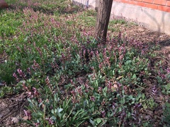 Corydalis ledebouriana