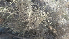 Plocama aucheri