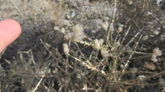 Plocama aucheri