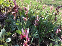 Corydalis ledebouriana