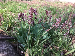 Corydalis ledebouriana