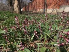 Corydalis ledebouriana