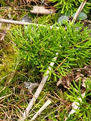 Diphasiastrum complanatum