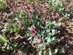Corydalis ledebouriana