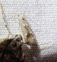 Blastodacna bicristatella