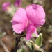 Hairy Capesweetpea - Photo (c) Karol Cameron, some rights reserved (CC BY-NC), uploaded by Karol Cameron
