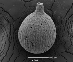 Lagena spiratiformis