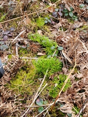 Diphasiastrum complanatum