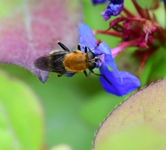 Pterallastes thoracicus