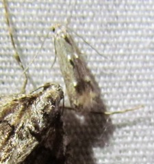 Blastodacna bicristatella