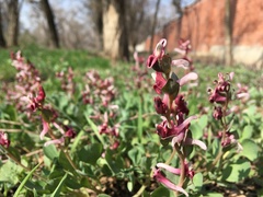 Corydalis ledebouriana