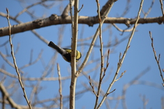 Parus major