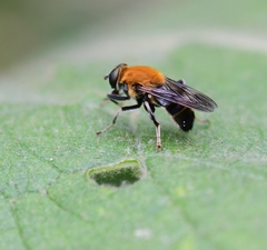 Pterallastes thoracicus