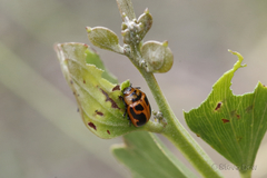 Calomela crassicornis