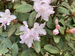 Rhododendron racemosum