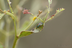 Calomela parilis