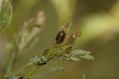 Calomela parilis