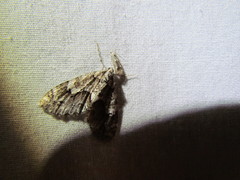 Blastodacna bicristatella