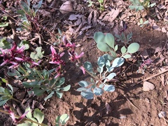 Corydalis ledebouriana