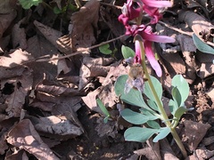 Corydalis ledebouriana