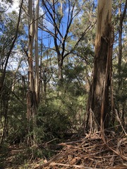Eucalyptus oreades