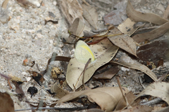 Eurema herla