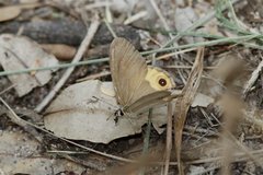 Hypocysta pseudirius