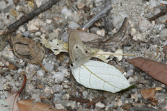 Hypocysta pseudirius