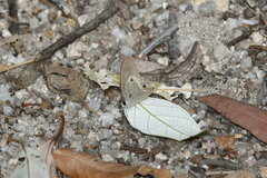 Hypocysta pseudirius