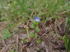 Veronica persica