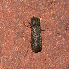 Lichenophanes bicornis