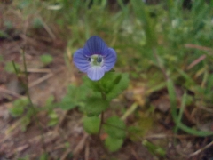 Veronica persica