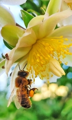 Apis mellifera
