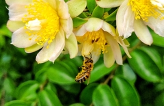 Apis mellifera