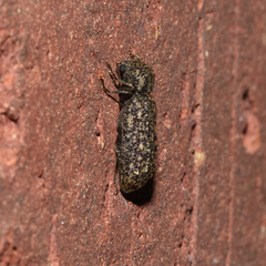 Lichenophanes bicornis