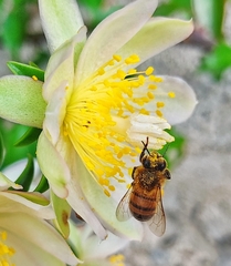 Apis mellifera
