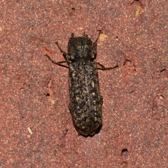 Lichenophanes bicornis